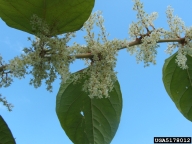 Japanese knotweed, Polygonum cuspidatum  (Polygonales: Polygonaceae) Flower(s)