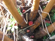 Japanese knotweed, Polygonum cuspidatum  (Polygonales: Polygonaceae) Feature(s)