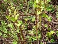 Japanese knotweed, Polygonum cuspidatum  (Polygonales: Polygonaceae) Field