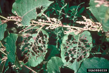 Figure 3. Leaf feeding damage to Fallopia sp. in Japan 1999. (Photo by J. Bailey.)