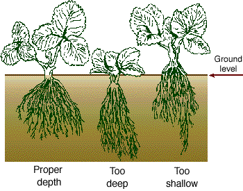 Proper depth for planting