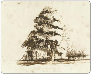 This drawing done by Henry Wadsworth Longfellow of the
      American chestnut tree and blacksmith shop inspired his poem that begins, "Under
      the spreading chestnut tree, the village smithy stands."