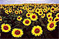 Photo: field of sunflowers