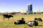 this Fauquier County, Virginia, dairy farm is now protected by the NRCS Farm and Ranchland Protection Program