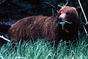 Brown bear with a mouth full of grass.