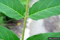 tree of heaven, Ailanthus altissima  (Sapindales: Simaroubaceae) Feature(s)