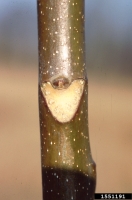 tree of heaven, Ailanthus altissima  (Sapindales: Simaroubaceae) Feature(s)