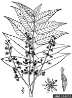 tree of heaven, Ailanthus altissima  (Sapindales: Simaroubaceae) Diagram or Graphic