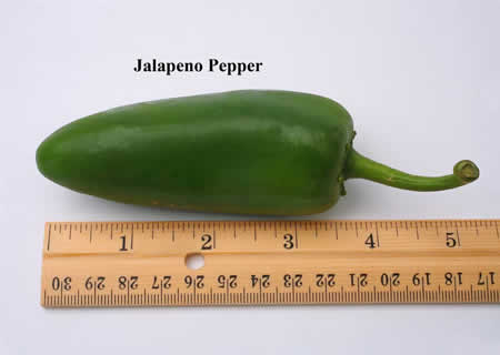 photo of Jalapeno pepper