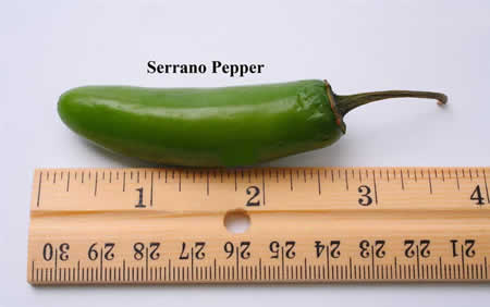 photo of Serrano pepper