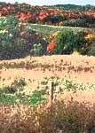 Forests and grasslands in northeast Iowa (NRCS photo by Colleen Schneider)