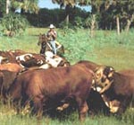 Florida cattle ranch