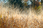 switchgrass plot at the NRCS National Plant Materials Center (NRCS photo -- click to enlarge)