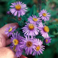Photo of Aster.