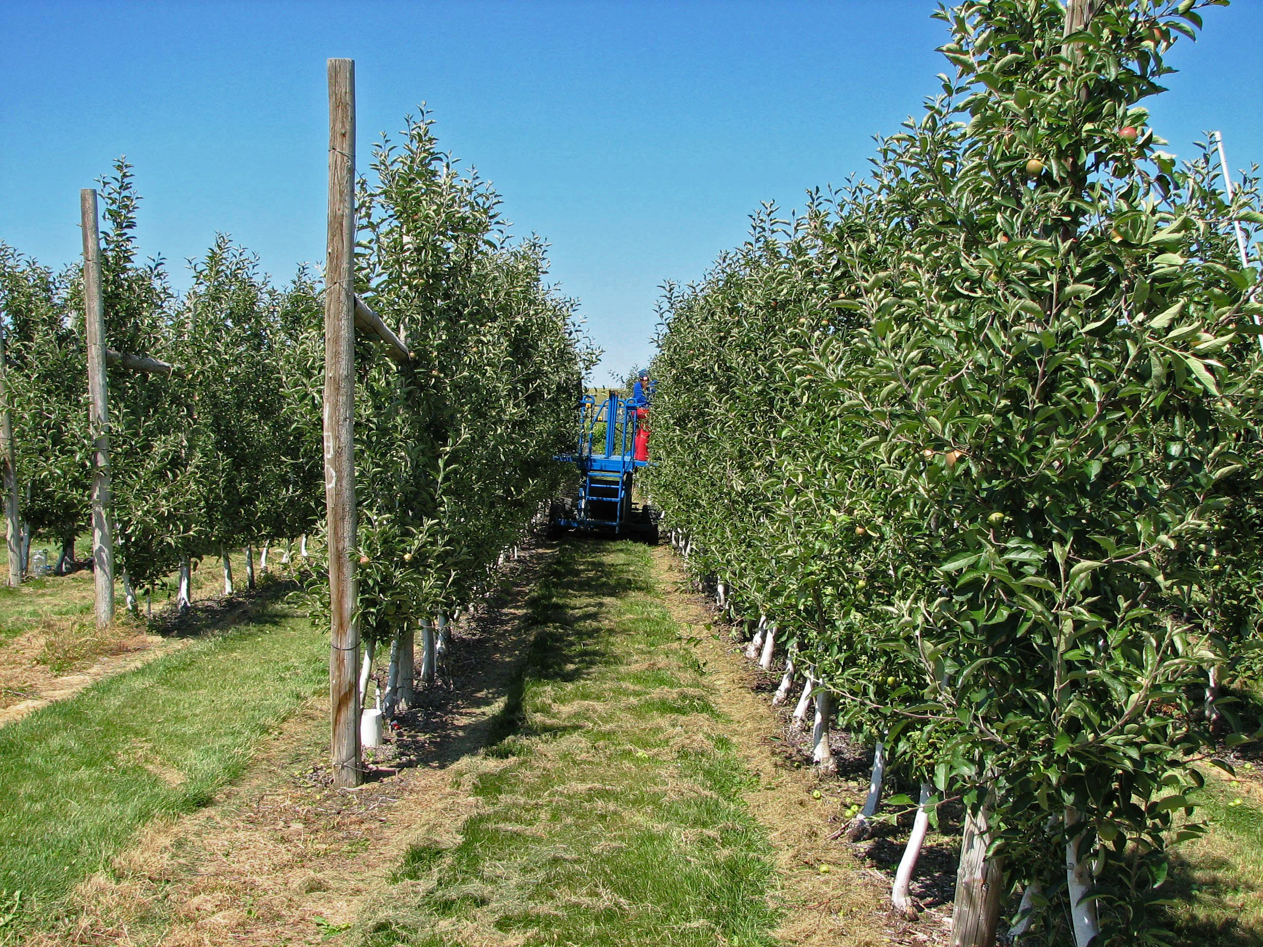 Pear Orchard