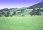 california pasture