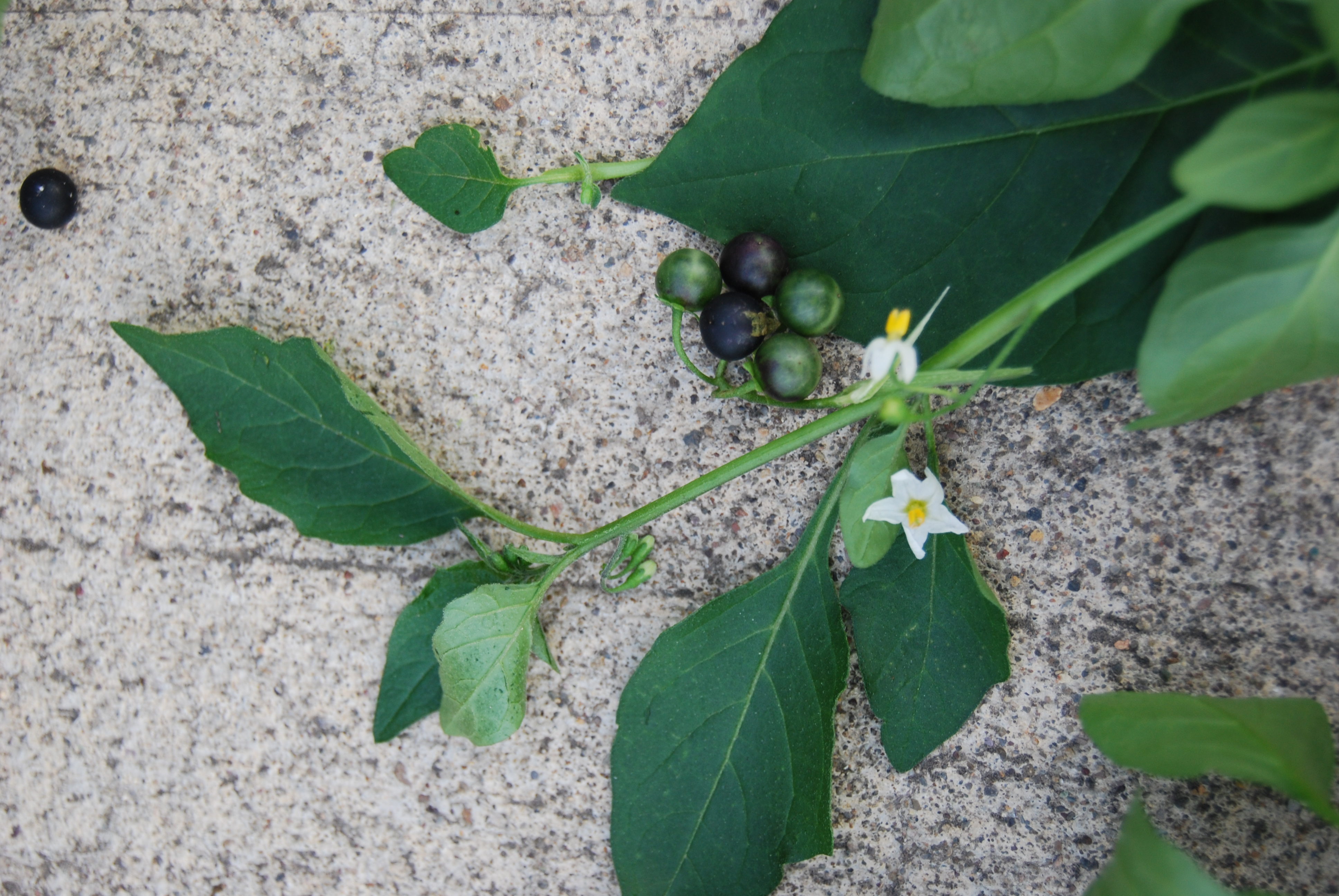 Black Nightshade