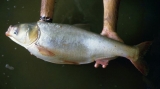 Silver carp (Hypophthalmichthys molitrix). Photo credit: Department of Fisheries and Allied Aquacultures, Auburn University, Alabama, USA
