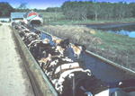 large confined animal feeding operation (NRCS photo)