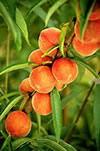 Cluster of peaches growing on tree.