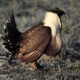 Greater sage grouse (Centrocercus urophasianus). Photo credit: Copyright R. Bruce Gill, courtesy of Animal Diversity Web