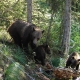 A female grizzly with two cubs investigates a hair trap in Glacier National Park, MT. USGS Northern Divide Bear Project remote camera photo 8 Aug 2007 by J. Stetz and E. Penn.