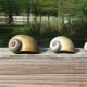 Island applesnail shells. Photo credit: Cassie Thibodeaux, USGS National Wetlands Research Center