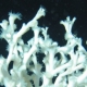 Lophelia pertusa polyps. Photo Credit: USGS