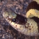Western shovel-nosed snake. Photo credit: USGS