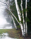 birches in early spring 