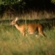 White-tailed deer in a field. Photo credit: John J. Mosesso, NBII.Gov