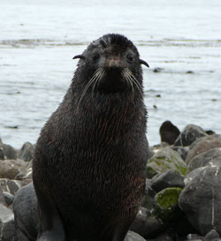 Northern fur seal