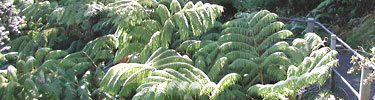 Native hapu`u tree ferns abound in the rain forest