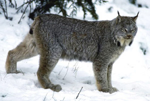 HFRP Project Profile. Through Healthy Forests Reserve Program funding, NRCS completed contract agreements with Maine landowners to manage nearly 191,000 acres of working forest lands for the benefit of the endangered Canada lynx. 