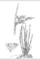 View a larger version of this image and Profile page for Juncus effusus L.