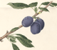 Prunus domestica Shropshire Damson
