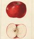 Malus domestica Dubois