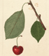 Prunus avium Schmidt Bigarreau