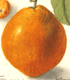 Citrus sinensis Navelencia
