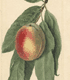 Prunus persica Sneed