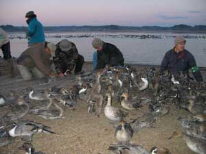 Capture of Northern Pintails at Lake Uchinuma, Japan