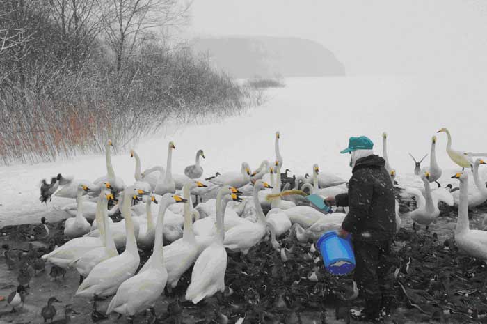 Feeding of Whooper Swans and Northern Pintails at a wintering site on Goshu-Damu Reservoir in the Iwate Prefecture of Japan