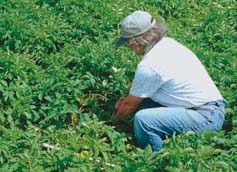 soil sampling for nematodes in vegetables