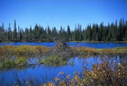 Three Island Lake - William E. Green