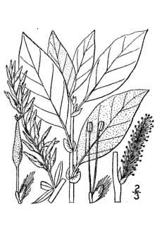 Line Drawing of Salix bebbiana Sarg.