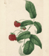Rubus sp. Miller