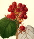 Rubus sp. wineberry
