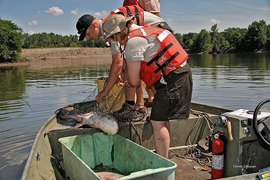 biologists on a boat, removing an Asian carp from a net.