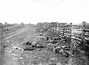 Confederate Dead by a Fence on the Hagerstown Road