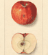 Malus domestica Ozone